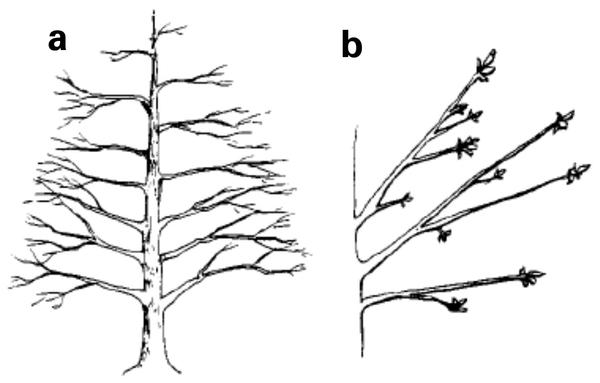 Figure 16a. Optimally trained central leader tree. b. Pecan tree